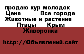 продаю кур молодок. › Цена ­ 320 - Все города Животные и растения » Птицы   . Крым,Жаворонки